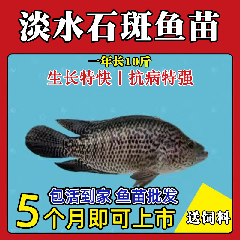 日本動物薬品 魚類 甲殻類麻酔剤 FA100 100mL 最大90％オフ！