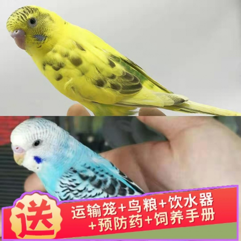 玄凤鹦鹉鹦鹉活体说话鸟中大型鸟凤头鹦鹉鸡冠鹦鹉手玩鸟活体鹦鹉 黄