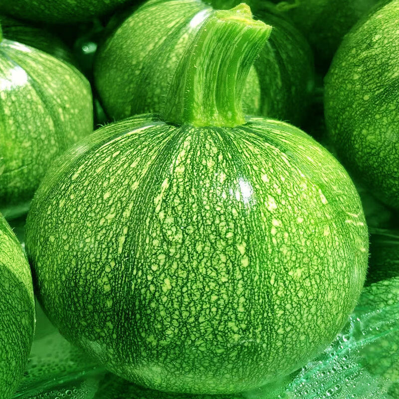 云南小圆瓜新鲜嫩南瓜现摘西葫芦瓜圆形绿皮嫩瓜金瓜农家蔬菜 7斤