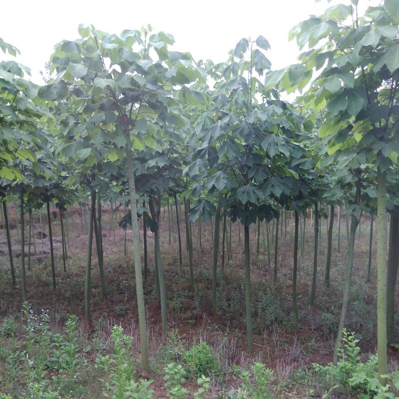 侬律 青桐树苗基地直销庭院绿化苗木青桐苗中国梧桐树行道树风景树