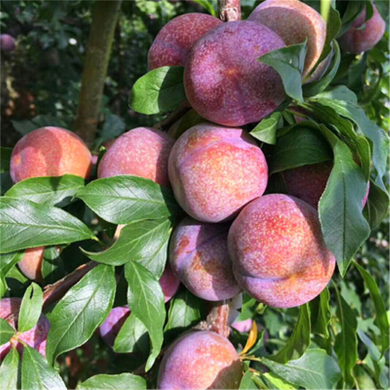 蜂蜜李子树苗脱骨脆李果树苗南北方种植蜂糖李嫁接苗当年结果 秋姬李