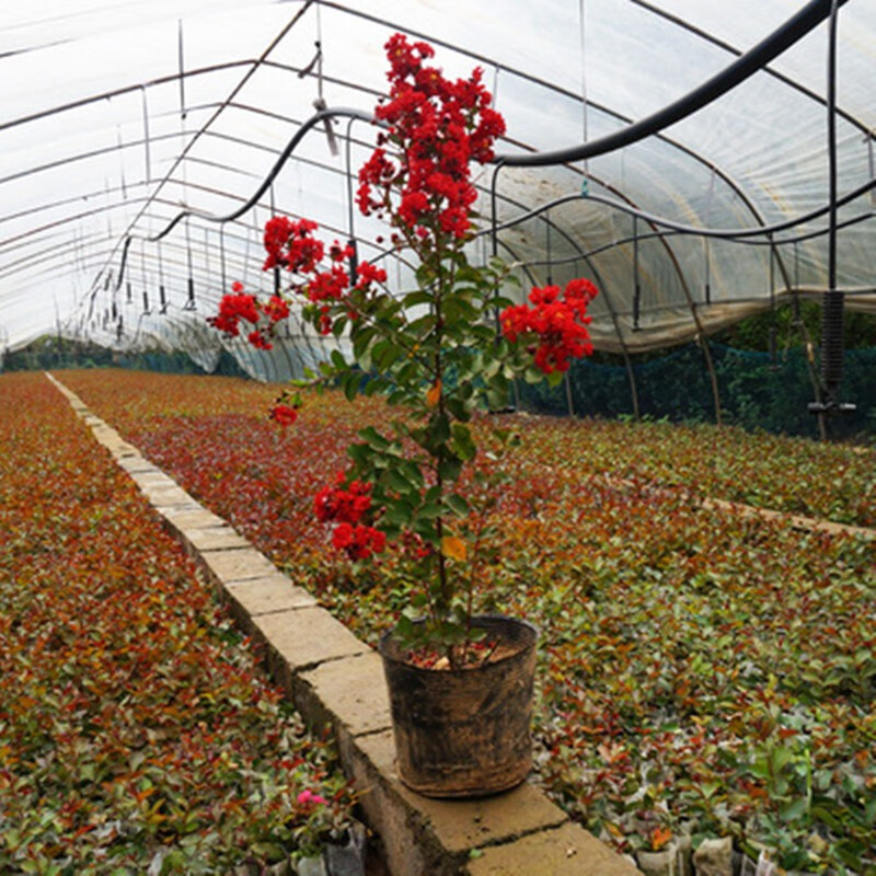 清韵伊人矮化红火箭盆栽美国紫薇花树苗观赏植物花卉庭院地栽美化绿化