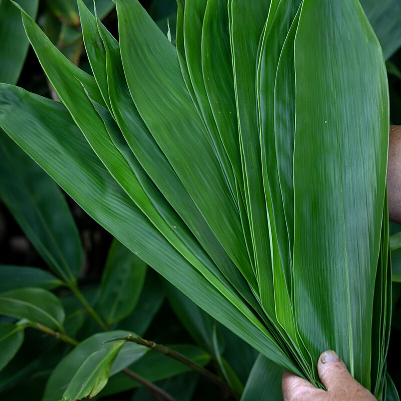 哺食旺粽叶大棕叶子新叶天然现摘箬包粽子叶新鲜大号 鲜粽叶特大号100