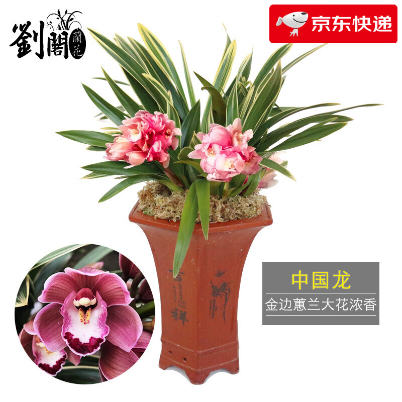 劉閣蘭花刘阁兰花苗 高档蕙兰年宵大花 中国龙 现带花苞出售花卉盆栽 金边 中国龙4苗带花，原盆土 1