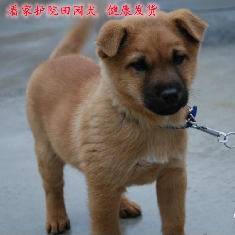 活体串串家养土狗大型犬看家护院大黄狗四眼狗金毛泰迪混血小型犬朴彩