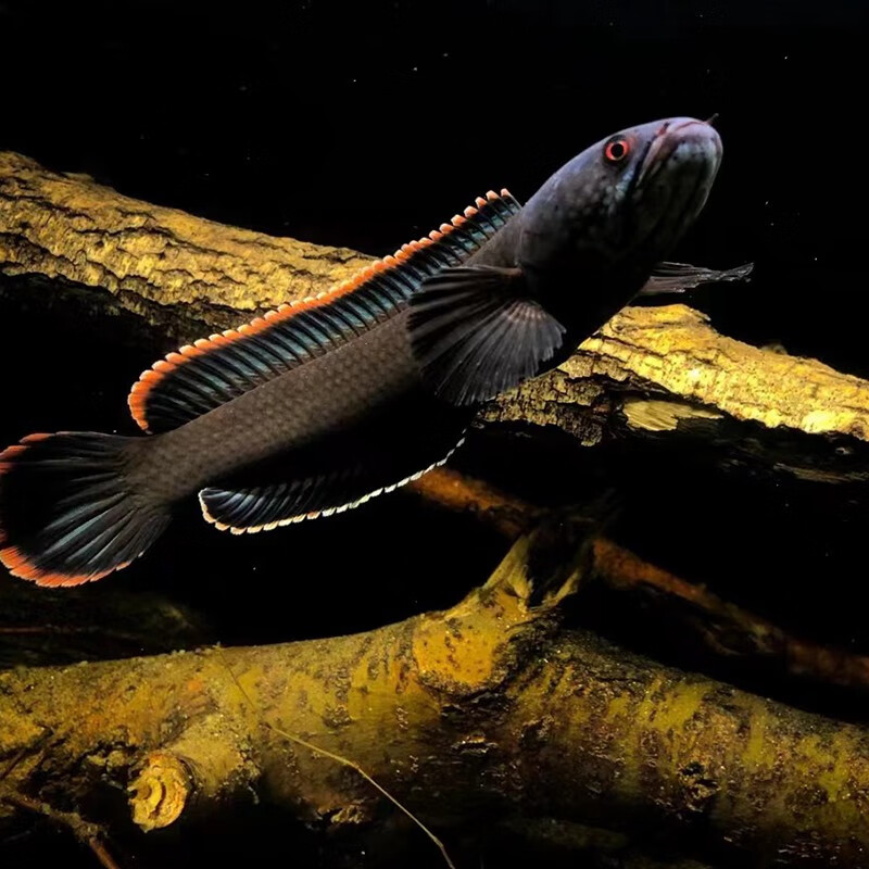 少羽火背雷龙鱼热带淡水观赏猛鱼血斑奶茶雷龙钴蓝雷龙凶猛肉食鱼 火