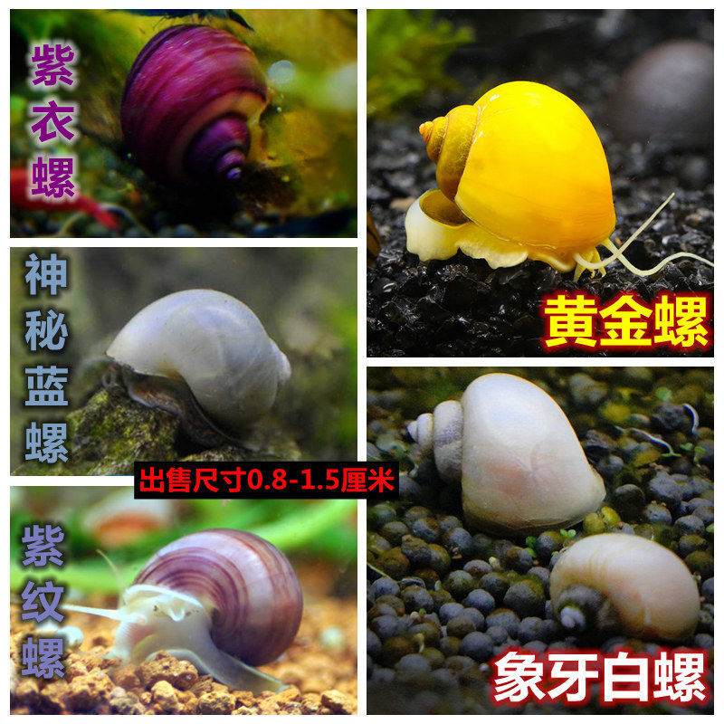 黄色蜗牛蓝螺迷你苹果螺观赏螺鱼缸清洁除藻螺水族淡水宠物螺蜗牛