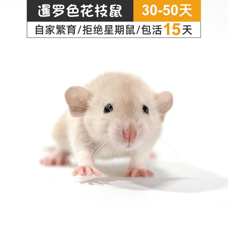 亲人幼崽视频一对一挑选疫有苗证安全健康干净宠物活物 暹罗色花枝鼠