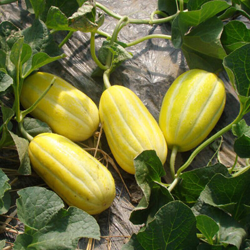 龙觇黄金蜜甜瓜8斤中甜一号黄金道黄皮香瓜超甜脆早熟生鲜团购送礼 3