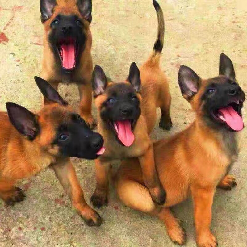 mppmck马犬幼崽 纯种种马犬幼犬军犬警犬大型看家护院狼狗爆红马犬