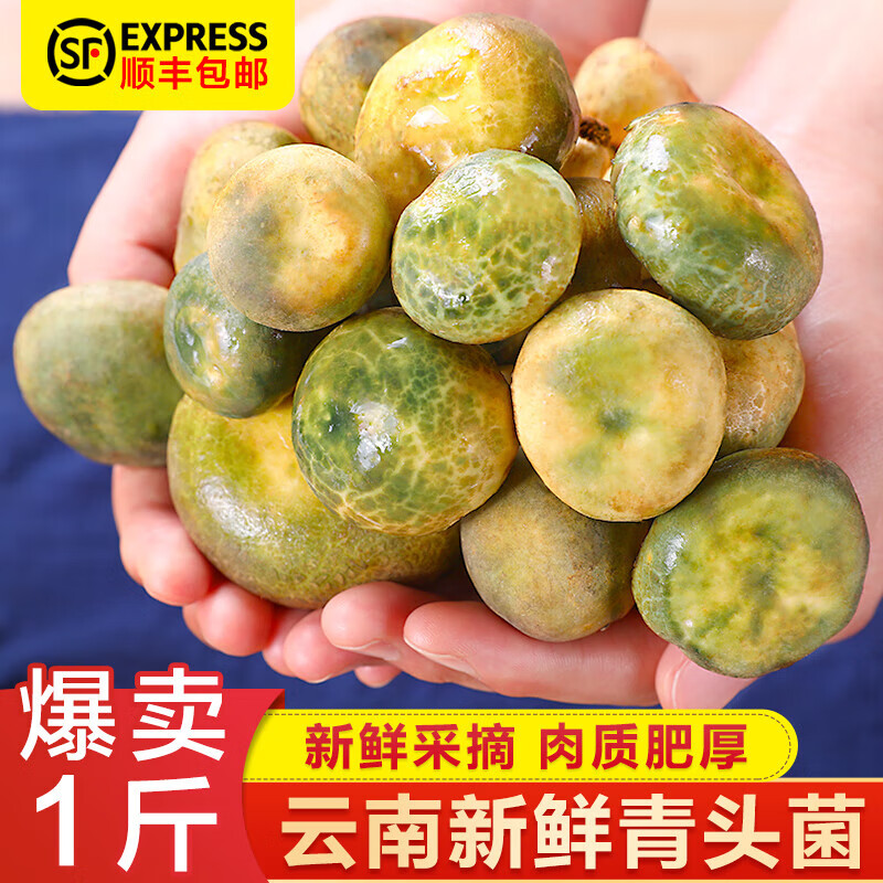 京铭程云南新鲜青头菌500g当季菌菇绿豆菌青冈菌绿蘑菇花脸菇青堂