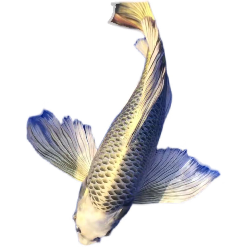 熊猫蝴蝶鲤冷水观赏鱼大长尾台湾纯种红蝴蝶鲤球体锦鲤鱼苗活体水财神