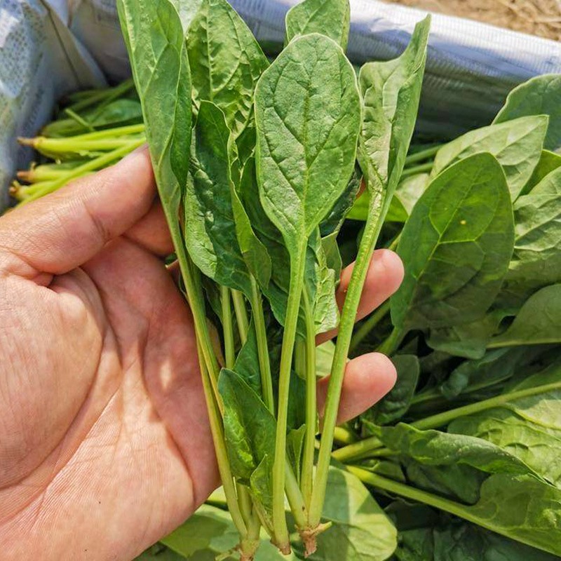 什么软件可以看京东蔬菜类价格趋势|蔬菜类价格走势图