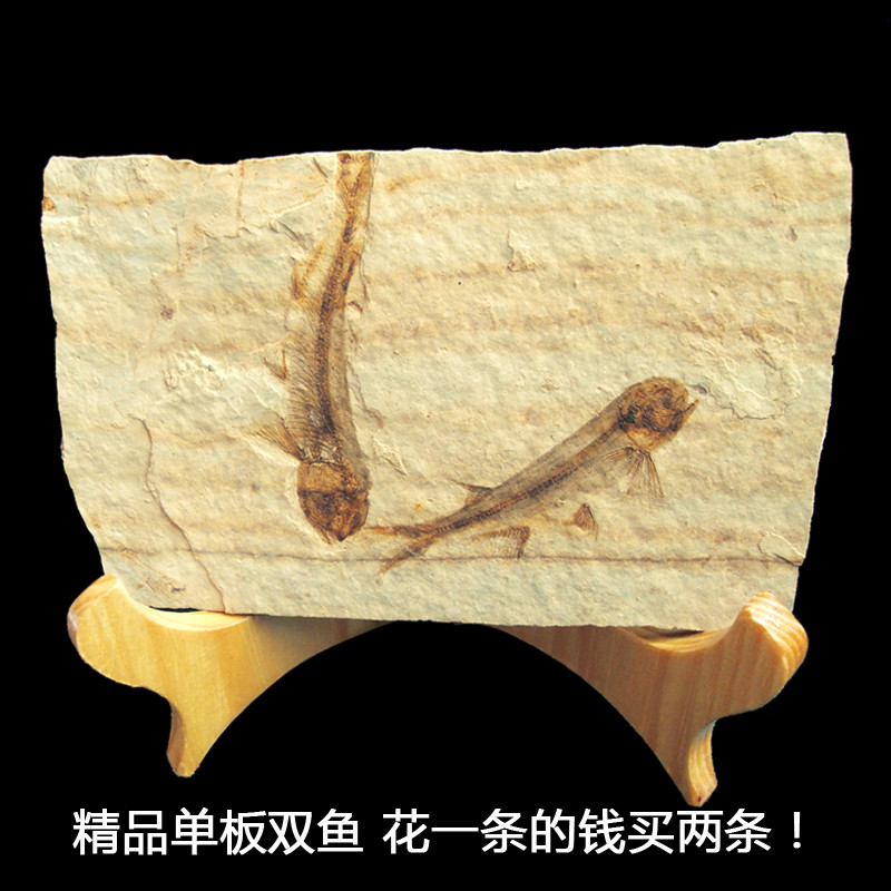 萨拉拉化石标本 辽西古生物狼鳍鱼原板观赏奇石摆件动物带支架SN3489