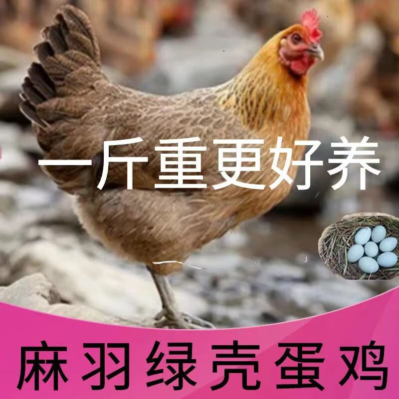 一斤绿壳蛋鸡活体绿壳蛋鸡1斤青脚绿壳蛋鸡苗脱温鸡母鸡小鸡活苗 一斤