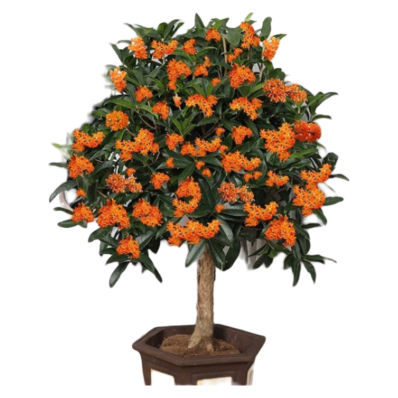 ��Եϣ������Ũ��������Խ�𵤹��ļ�����̨����ֲ��ͥԺ�쾰���� ���Ũ���͡� 6���硾׳�绨��֦�� 108Ԫ��2��(��54Ԫ/��)