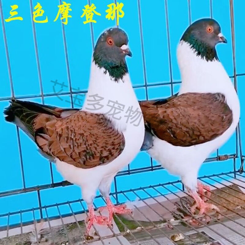 一对幼鸽青年鸽三色摩登那鸽子鸟类一对 三色摩登那青年鸽公母一对