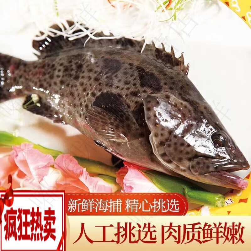 安峰山深海石斑鱼龙胆石斑老虎斑鲜活速冻大石斑 3条 实惠装 每条1.