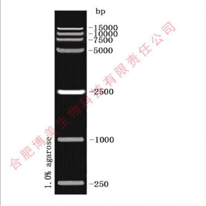 含票 d15000 dna ladder (核酸 marker)实验50t(250μl) /100t 500t