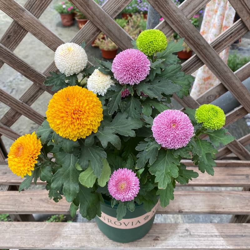 乒乓菊花盆栽卧室开花植物花卉重瓣球形菊花 混色菊  带花 一盆4棵 带