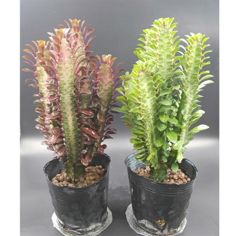 龙骨树 多头龙骨植物盆栽大型带盆青色多头霸王鞭仙人类树z9 大龙骨一