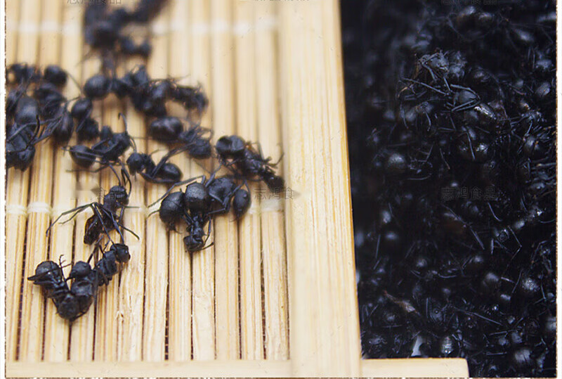 广西大黑蚂蚁干野外生长拟黑多刺蚁黑蚂蚁250g养生泡酒食用帮磨粉