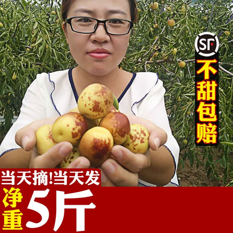 山东5斤大果甜脆鲜枣青枣现摘当季新鲜水果枣子10斤整箱 3斤 幼树果实