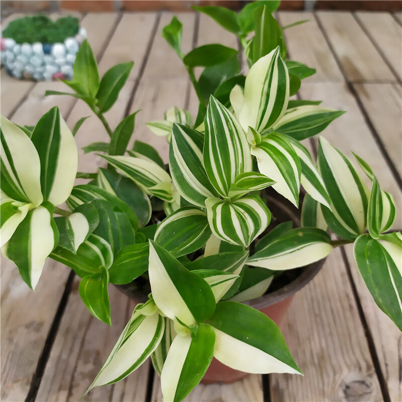 璟梵青白玉吊兰花叶吊竹梅阳台庭院盆栽观叶垂吊植物耐旱小绿植 青