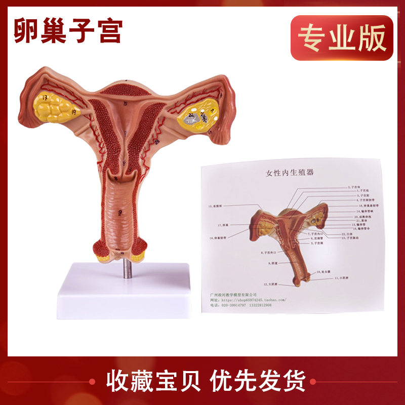 人体子宫卵巢 女性内外生殖器官模型 生殖科妇科医院用演示 卵巢子宫