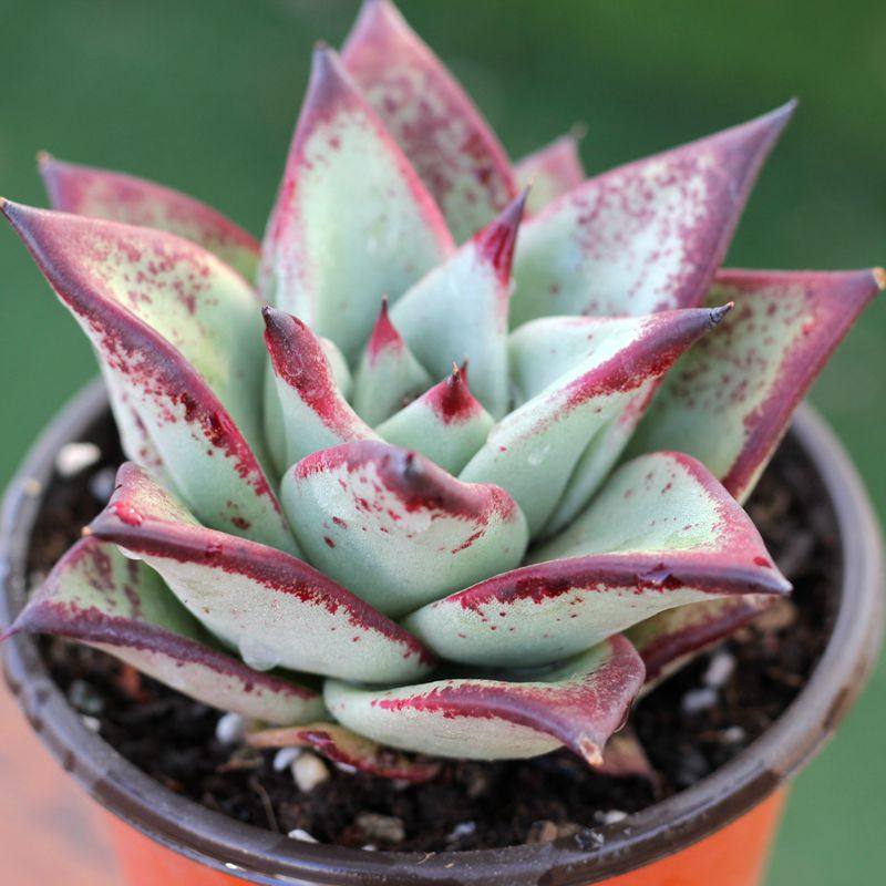 乌木叶展8cm左右 颜色尺寸实物为准 不含盆