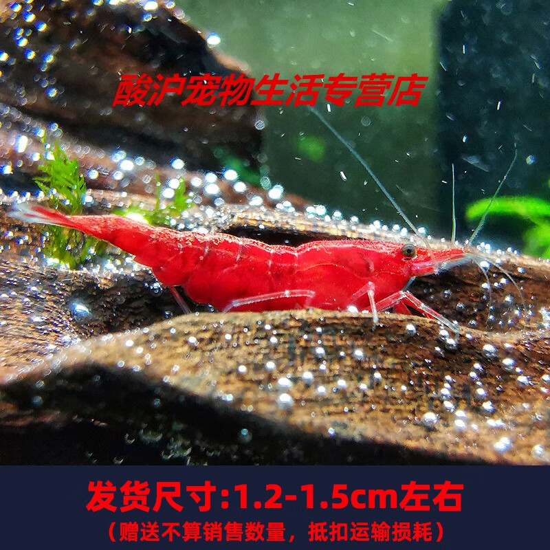 黑壳虾鲜活观赏虾苗淡水养殖大和除藻虾宠物樱花虾极火水晶虾 冲量