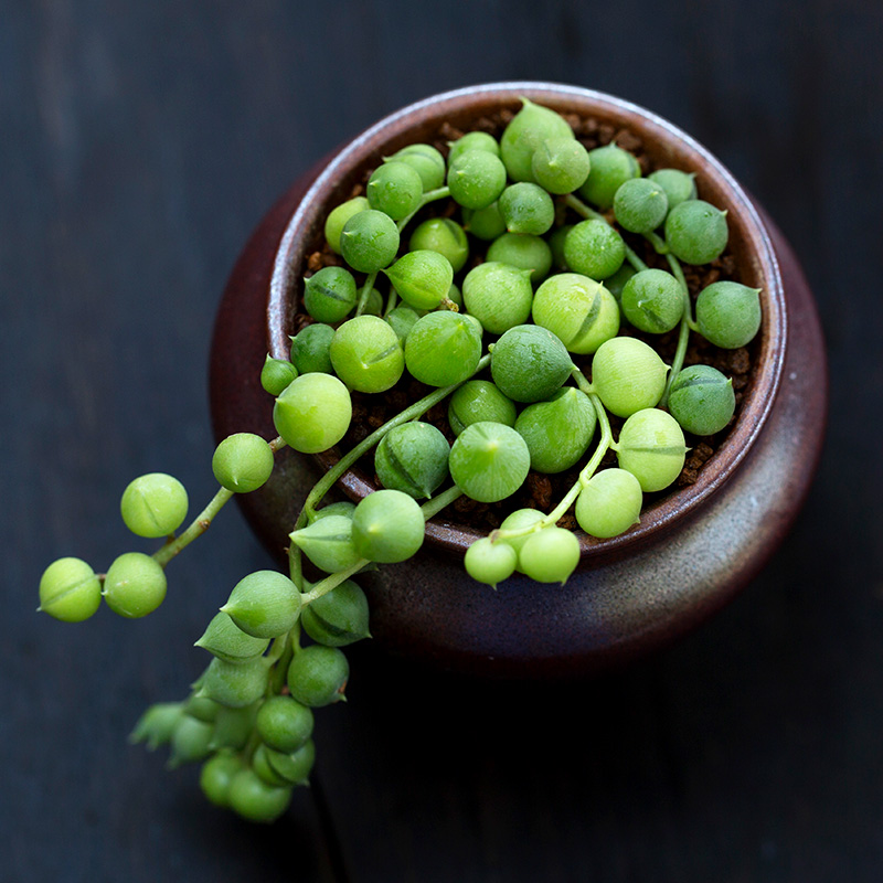 佛珠多植物垂吊绿植盆栽超萌肉肉办公室内阳台客厅云南多肉 佛珠 裸根