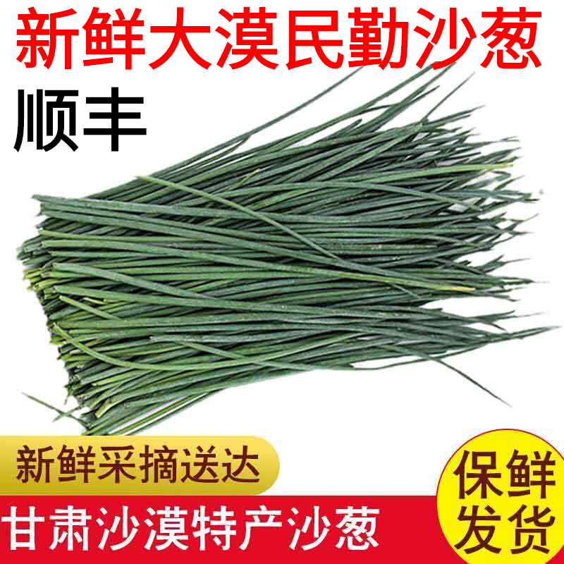 民勤特产新鲜沙葱 顺丰速运 蔬菜下饭菜葱多规格装 1斤试吃
