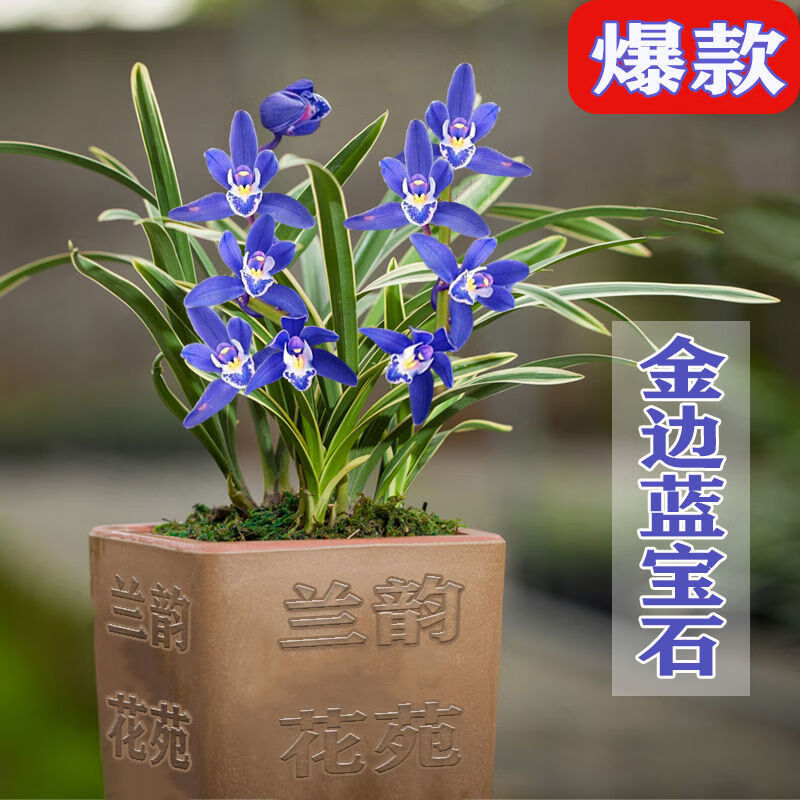 晗畅 滇宝素兰花(全国) 超漂亮 金边蓝宝石兰花苗 有香味浓香建兰 3苗