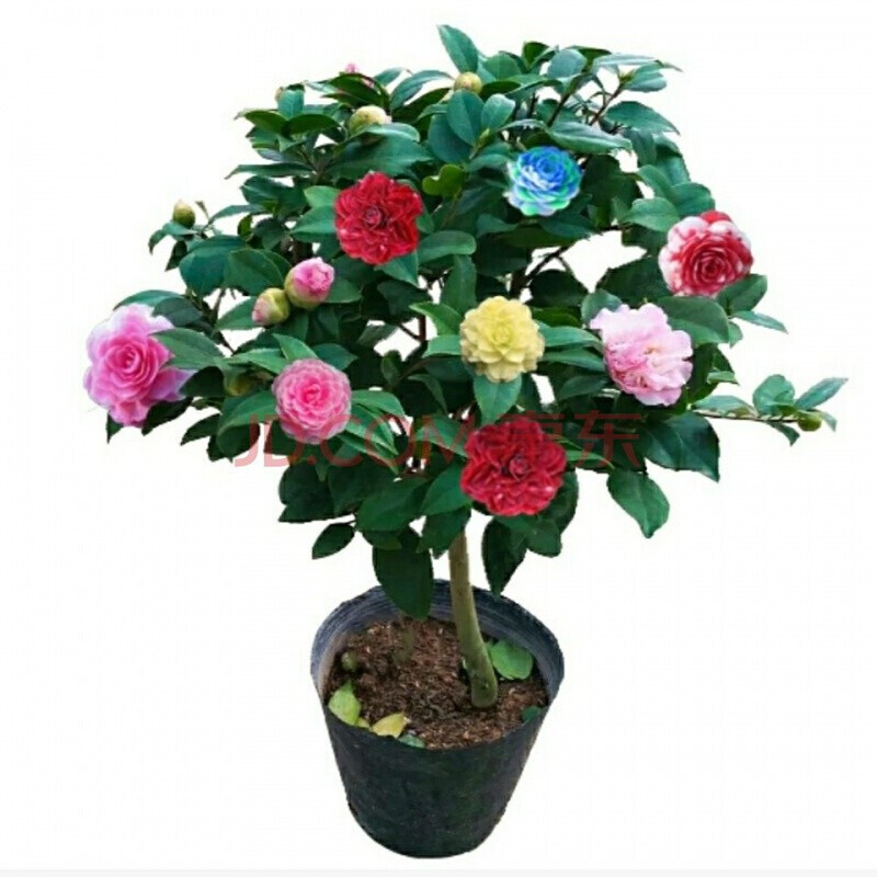 汉柠 品牌报价图片优惠券 汉柠品牌优惠商品大全 12 虎窝购