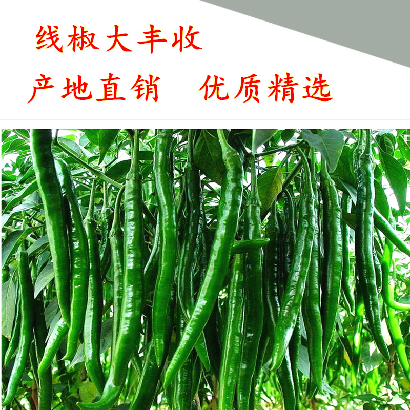 新鲜辣椒青辣椒青海椒新鲜农家自种 半斤青线椒