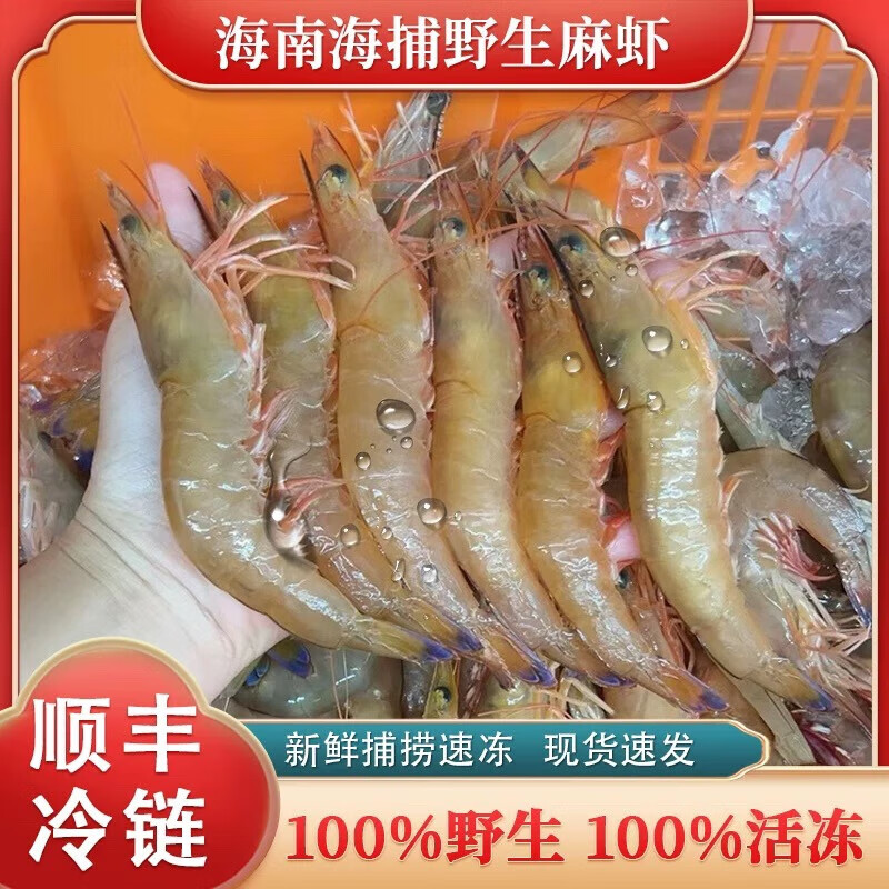 海南海捕麻虾蓝尾虾鲜活现捕活冻沙芦虾剑虾深海天然海虾 9-11cm 海