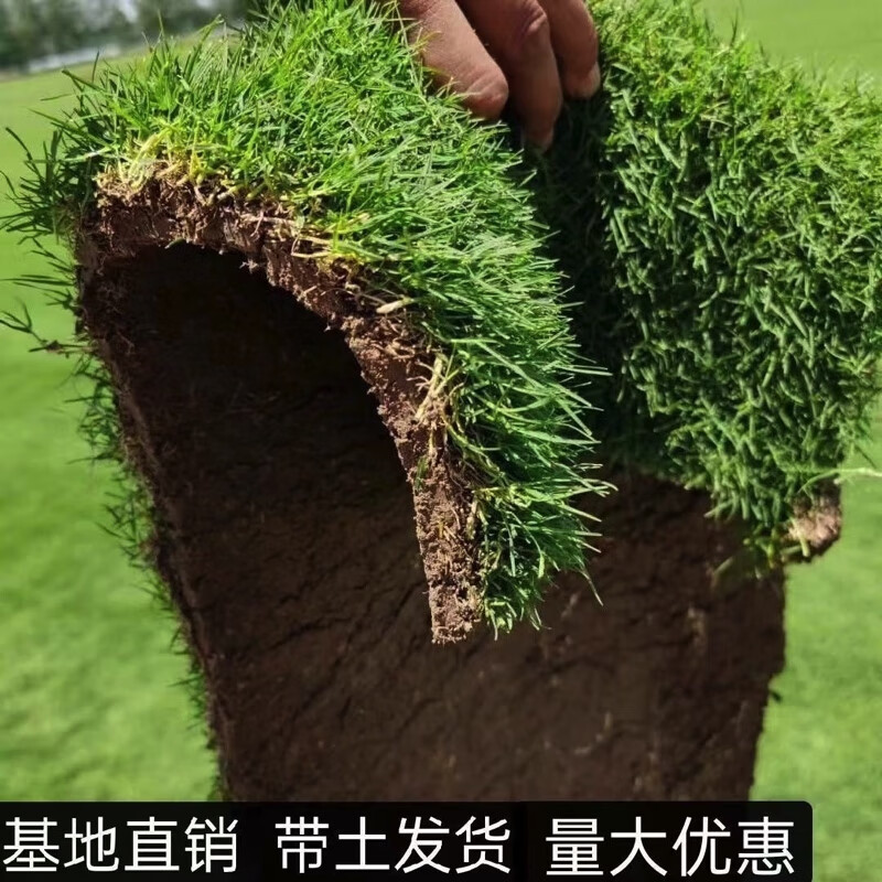 草坪带泥土公园绿化庭院四季青草皮马尼拉果岭草台湾青带土 红色 品种