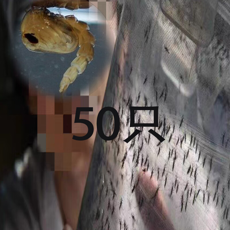 活蚊子活体白蚊伊蚊实验蚊子家蚊子活物蚊子尸体花脚大山蚊吸血蚊 50