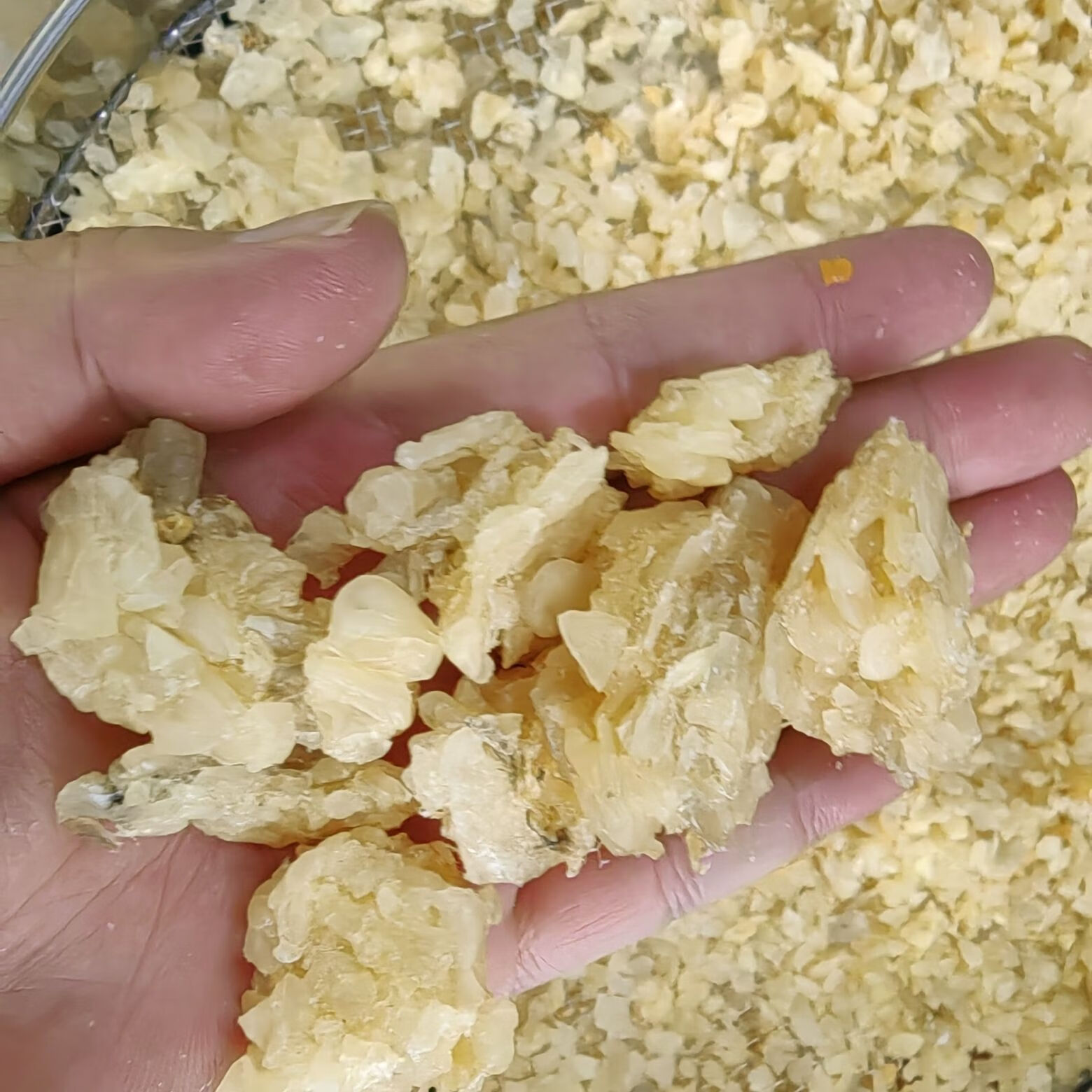 雪蛤油净油块油甜品店酒店木瓜炖雪哈干货东北长白山碎油瓶装 袋装块