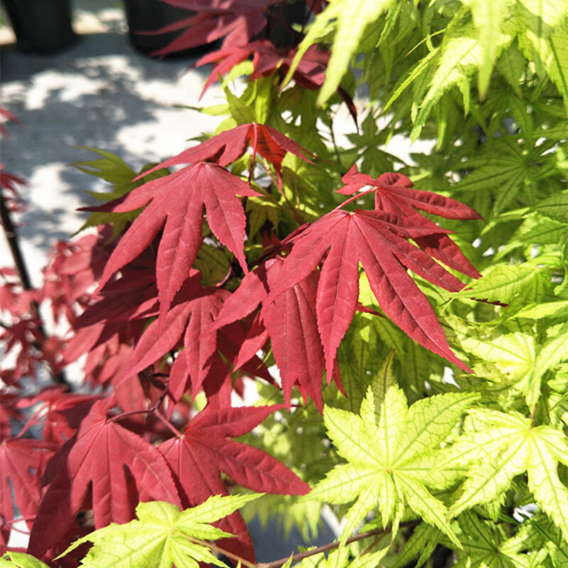 醉春木日本枫树 有明野村 野村系列三季红枫品种盆栽 10加仑丛生 50cm