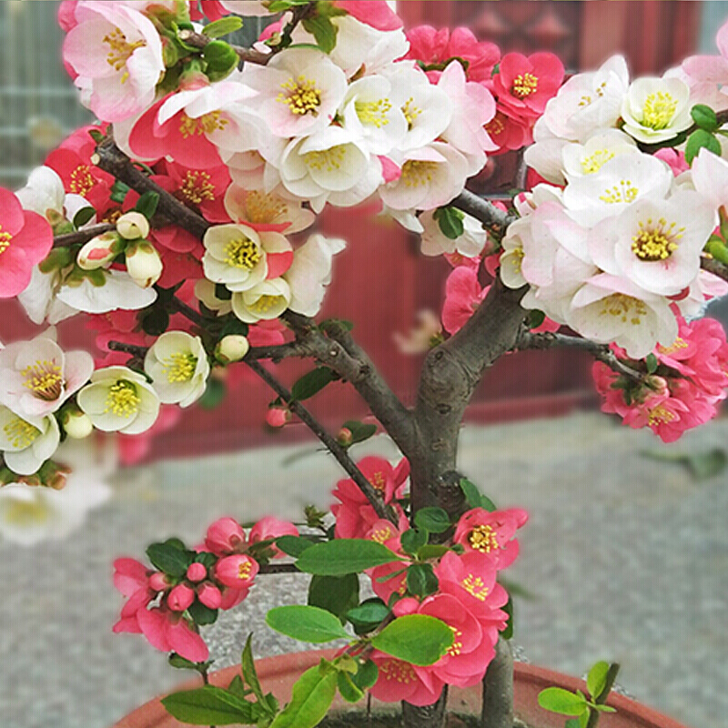 虞润 长寿冠海棠盆栽盆景梅花树桩重瓣红花海棠花红梅树苗耐寒植物