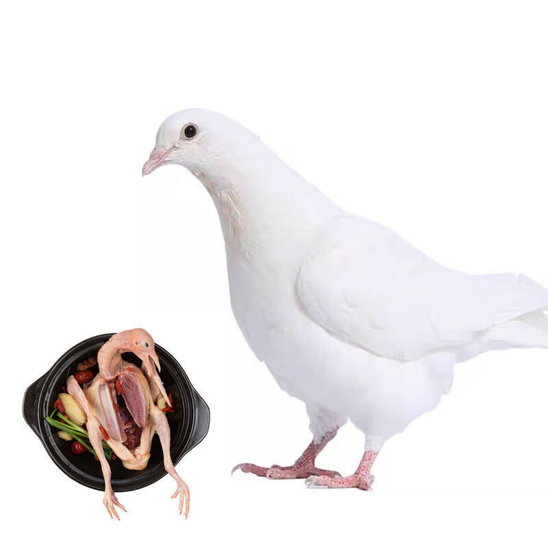 新鲜老鸽子活杀乳鸽农家土鸽子母鸽子肉烧汤食材450克左右/只 乳鸽子