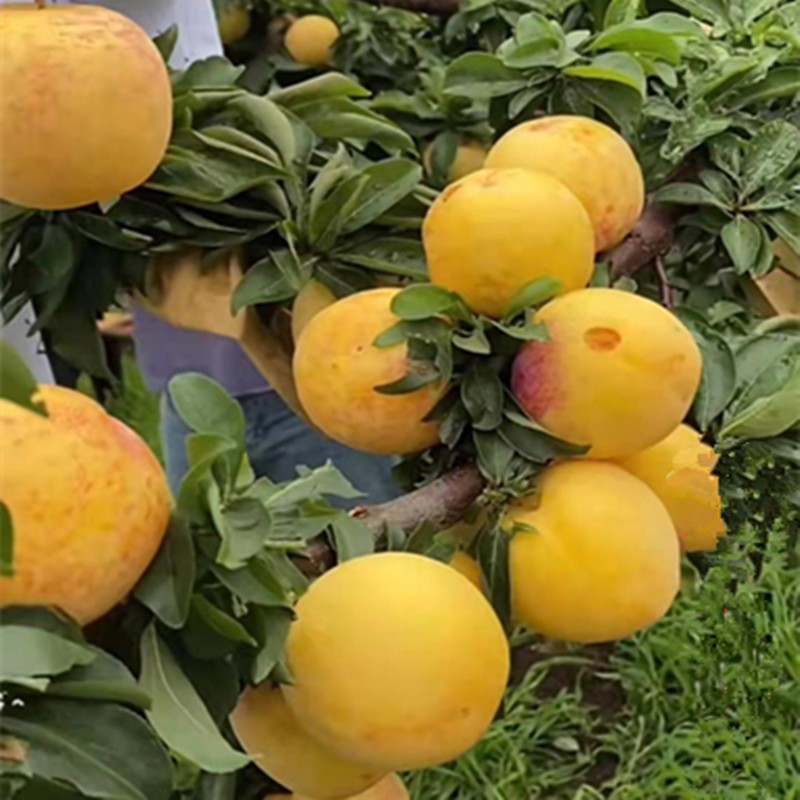 新品种特大晚熟红贵阳李子树苗嫁接李子苗南方北方种植耐寒易活 2年苗