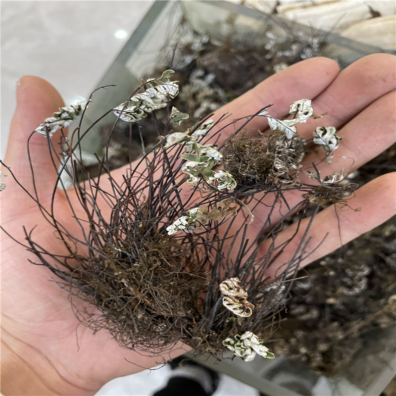 通经草中药材 铜丝草 岩 通筋草 500克