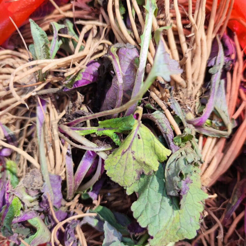 中药材贵州省风干野青菜下单中草药材 现挖菊土三七 天青地红原料 鲜