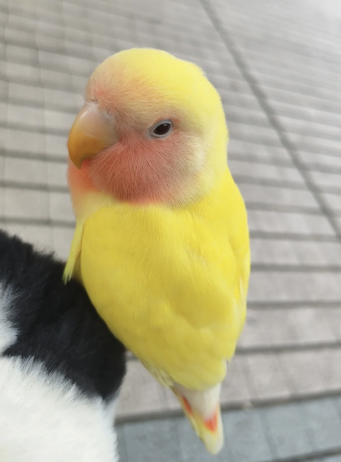 惠利得宠物手养牡丹鹦鹉活物幼崽紫罗兰半毛雏鸟会说话活体幼体和尚