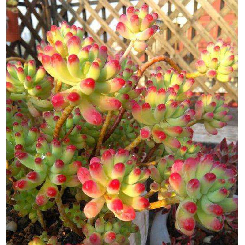 多肉植物巨型大株老桩多头群生稀有品种新手好养肉肉 果冻乙女心老桩6