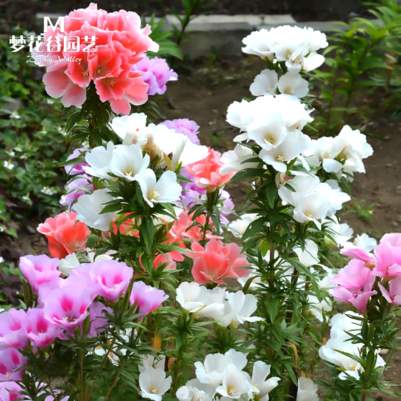 古代稀种子春夏播种四季室外庭院阳台开花花卉盆栽种子送春花种籽qcdd