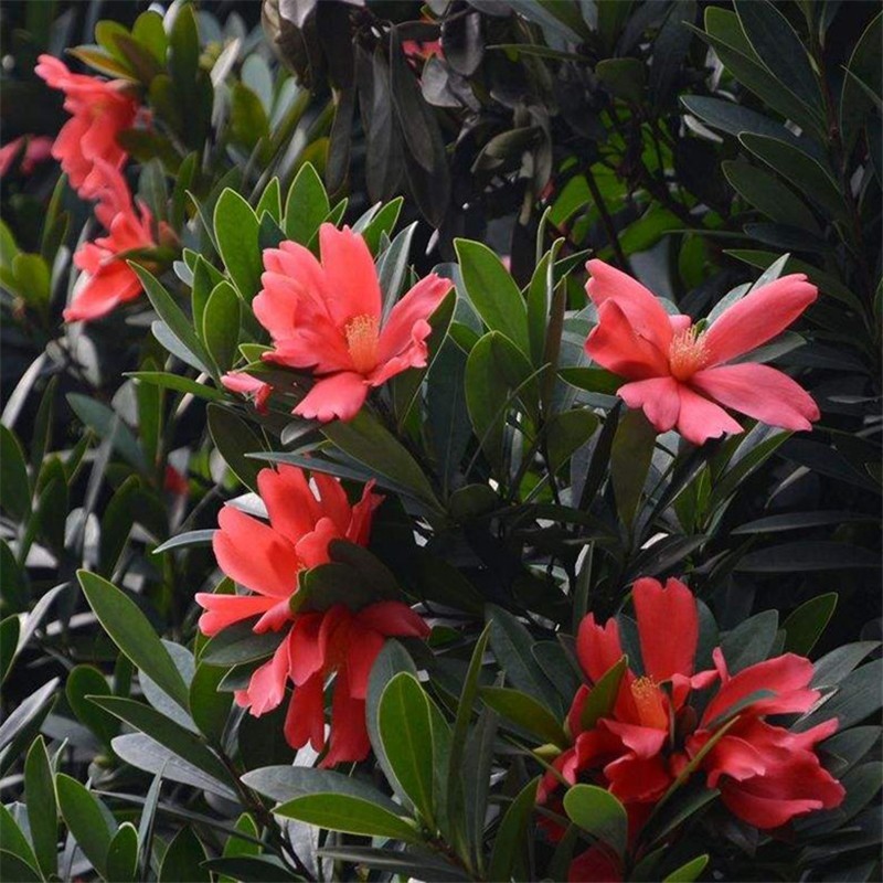 四季杜鹃红山茶花树盆景绿植四季茶花好养花室内阳台庭院绿植 红山茶